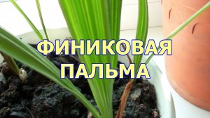 Финиковая пальма из косточки Как Вырастить пальму