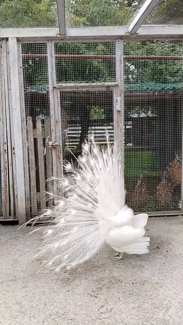 Белый павлин