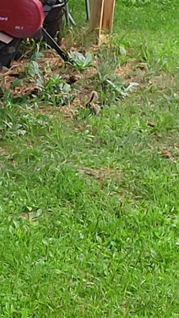 лесной гость