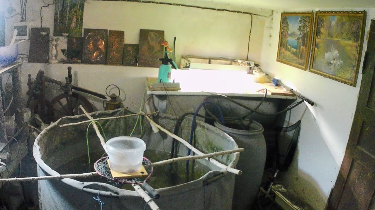 Аквапоника в УЗВ с форелью и карасём. Зацвел алиссум, салаты заметно выросли.