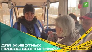 Для животных проезд бесплатный? Число «зайцев» в транспорте Челябинска выросло в 3 раза