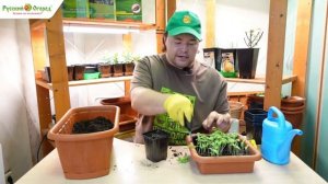 Пикировка баклажанов.