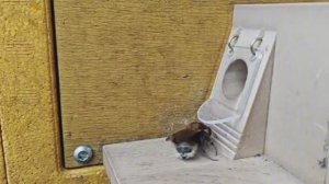 ШМЕЛЬ не может попасть ДОМОЙ