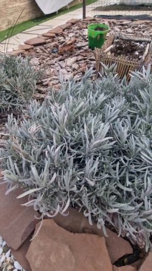 Обрезка, формирование лаванды