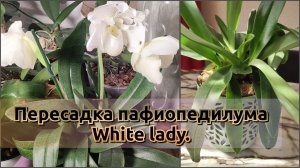 Простая пересадка пафиопедилума White lady.