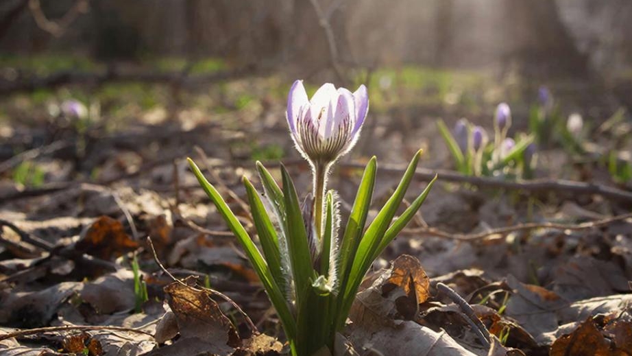 МЕЛОДИЯ НАДЕЖДЫ