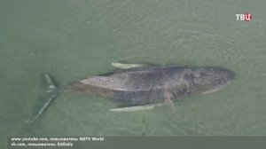 У берегов Германии безуспешно пытаются спасти молодого кита: счет идет на часы