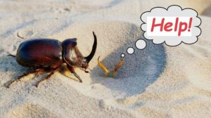 Что если Жук Носорог попадет в ловушку Муравьиного льва