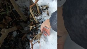 Обрезка гортензии Диамонтино. ❗Исправляем ошибки❗