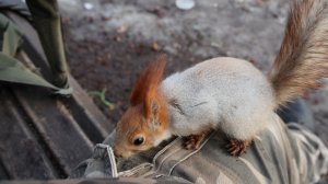 Очень самостоятельная белка