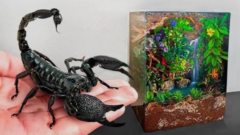 Я создал маленький Тропический лес для своих Скорпионов! 🦂🦂🦂