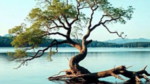 Мужское слово—крепкая опора