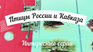 Смотрим вместе: серия карманных календариков Птицы России и Кавказа