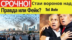 Стаи воронов над Tel Aviv: Правда или Фейк?