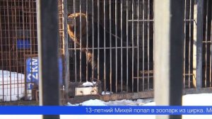 В Первоуральском мини-зоопарке проснулись хищники