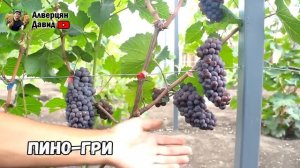 🍇Обзор технических сортов винограда.🍇