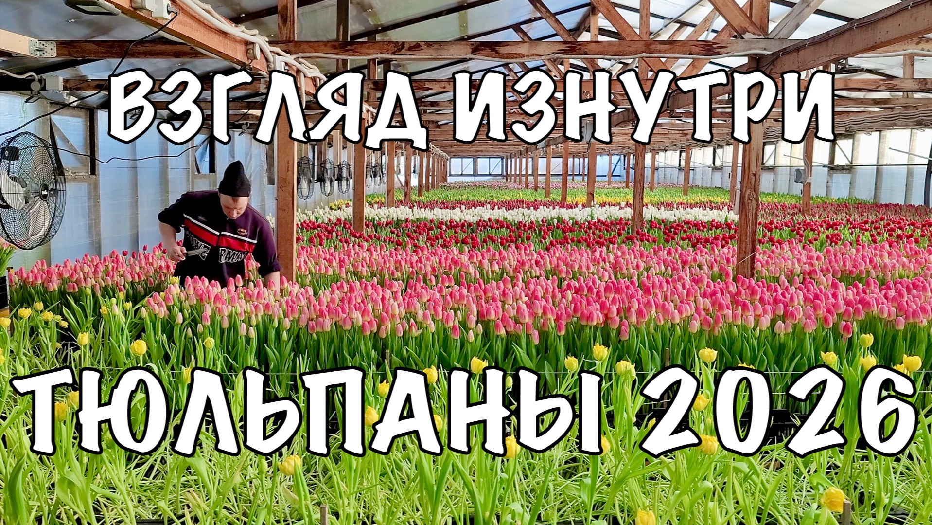 ТЮЛЬПАНЫ 2026 глазами производителя | СЮРПРИЗЫ ГОДА взгляд изнутри | ЛЮБИМАЯ РАБОТА — семейное дело