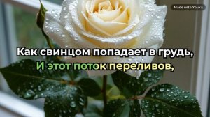 Белая роза - Екатерина Кодина