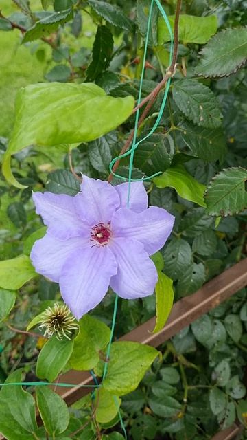 Клематис Вильем Кеннет (William Kennett) осенью