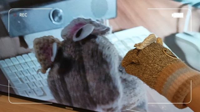 куки говорил правду что он не удалил тик ток