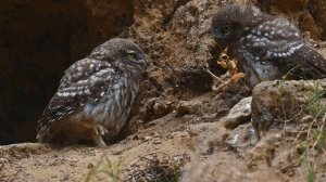 Дикая природа Крыма. Птицы Крыма. Домовые сычи 15 июня 2025 часть 2