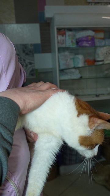 Лучик — рыжий кот‑пират ищет дом и свою удачу!