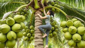 Забираюсь высоко чтобы собрать урожай кокосов, личи, джекфрута.