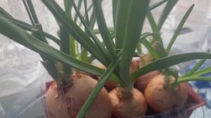 Посадила осенью, а урожай до сих пор.