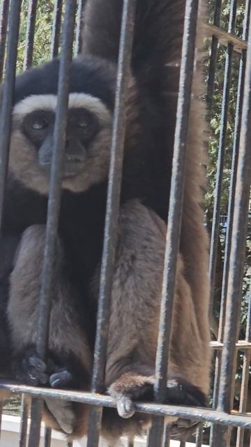 «Голос джунглей в центре города» Ялта-Интурист зоо