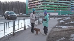 Собачьи «сюрпризы»