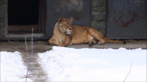 Семейная дружная пара львов отдыхают вместе и отдельно друг от друга 24.03.2026