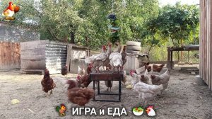Кормление кур овощами и фруктами для зарядки и от скуки 🥗🐓🤗  (78)