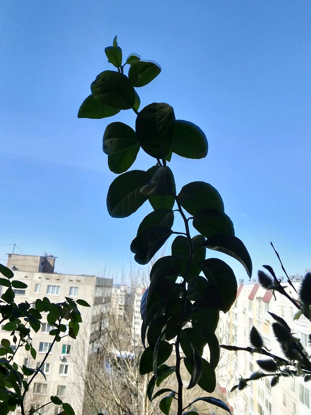 Празд-сити с Цветущей Морфой ✅