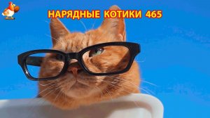 Нарядные Котики расслабляются на солнышке 🌞 🐈🐈🐈 (465)