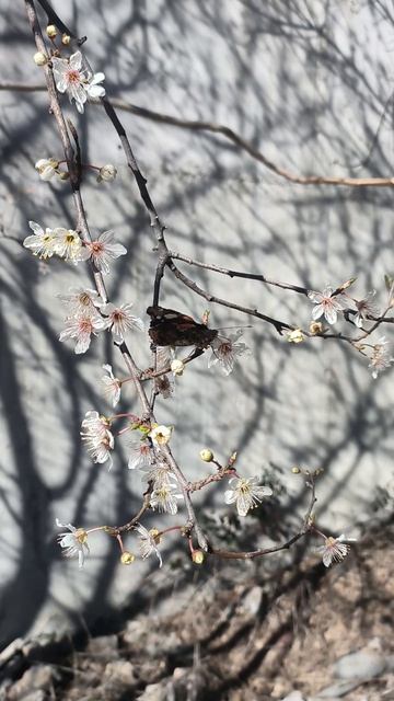 Весна в Крыму