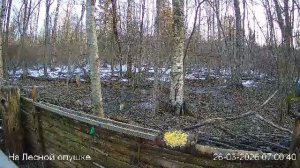 LIVE: На лесной опушке. Природа онлайн