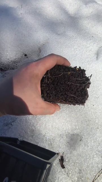 Саженцы бересклета форчуна выходят из зимы🔥 это вечнозелёный кустарник, очень красивый 🔥🔥🔥