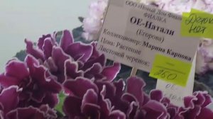 23.0.2026.Москва.Выставка фиалок в Доме фиалок.Есть новые сорта!