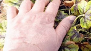 "Весна в нашей деревеньке: первые посевы в теплицу фаршированные перцы в казане на свежем воздухе!"