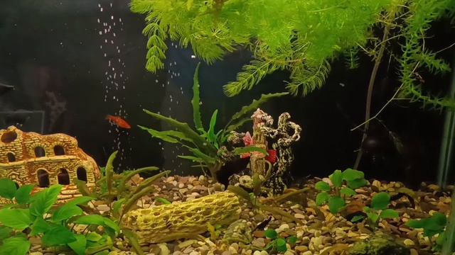 Наш аквариум. Рыбок поить надо?- юмор