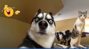 СМЕШНЫЕ КОТЫ |  ЛУЧШИЕ ПРИКОЛЫ С КОТАМИ, КОШКИ, ЖИВОТНЫЕ, СМЕШНОЕ ВИДЕО