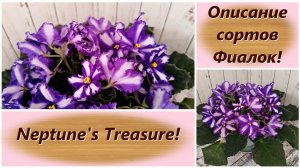 Описание сортов Фиалок! Neptune's Treasure!