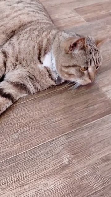 любимый кот