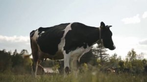 Песня_про_уничтожение_коров_в_поддержку_труженикам_села_Песня_Сергея