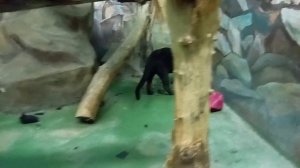 Ягуар Габриэль не знает чем поиграть 24.03.2026