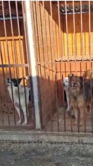 Мы погибнем в апреле? #SOS #животные