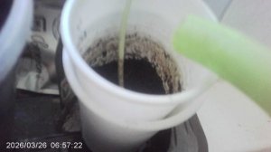 Обзор кабачка сорта февральской посадки "Чёрный Красавец" в фазе рассады