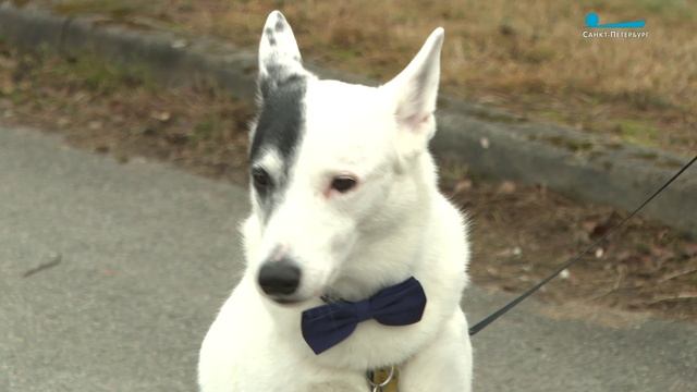 Как защитить питомца от атак догхантеров?