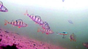 ОКУНИ и БАЛАНСИР. Прогулка с ПОДВОДНОЙ КАМЕРОЙ и БЛЕСНОЙ.