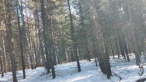 В лесу: всё теплее и теплее. Снова видел зайца 🐰, вчера! Лес - температурный баланс, среда обитания